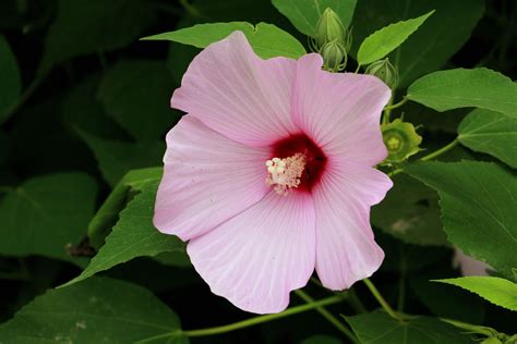 芙蓉養殖|芙蓉